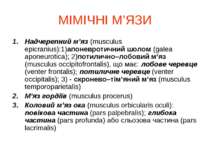 МІМІЧНІ М’ЯЗИ Надчерепний м’яз (musculus epicranius):1)апоневротичний шолом (...