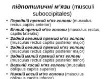 підпотиличні м’язи (musculi suboccipitales) Передній прямий м’яз голови (musc...