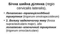 Бічна шийна ділянка (regio cervicalis lateralis), Лопатково–трапецієподібний ...