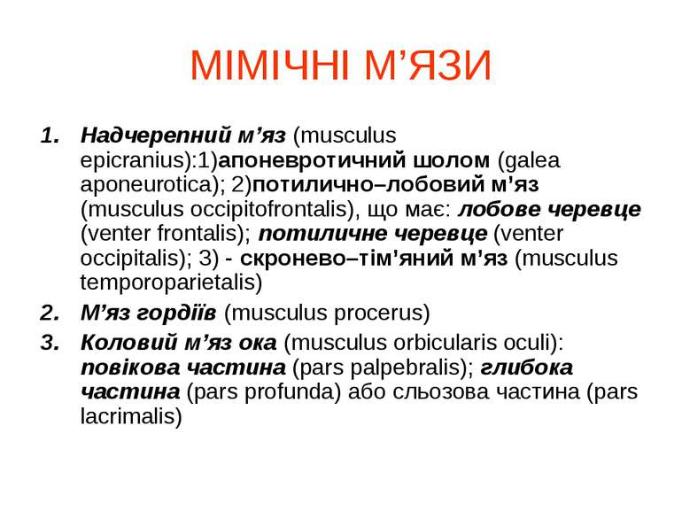 МІМІЧНІ М’ЯЗИ Надчерепний м’яз (musculus epicranius):1)апоневротичний шолом (...