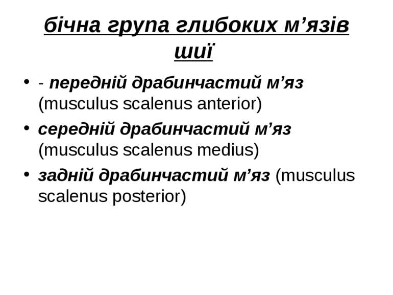бічна група глибоких м’язів шиї - передній драбинчастий м’яз (musculus scalen...
