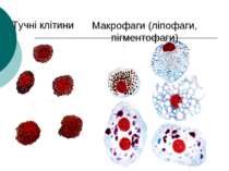 Тучні клітини Макрофаги (ліпофаги, пігментофаги)