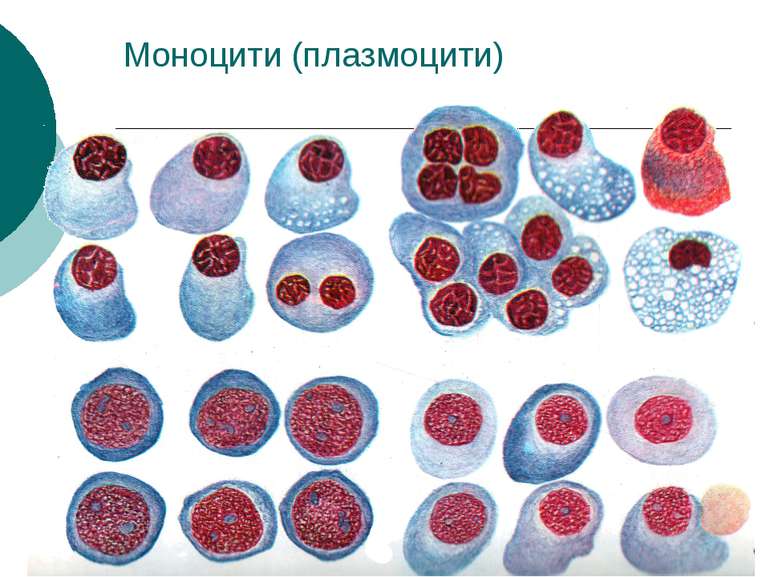 Моноцити (плазмоцити)
