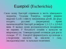 Ешеріхії (Escherichia) Свою назву бактерії отримали в честь німецького педиат...