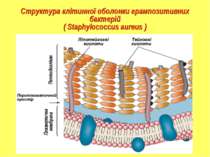 Структура клітинної оболонки грампозитивних бактерій ( Staphylococсus aureus )