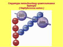Структура пептидоглікану грампозитивних бактерій ( Staphylococcus aureus )