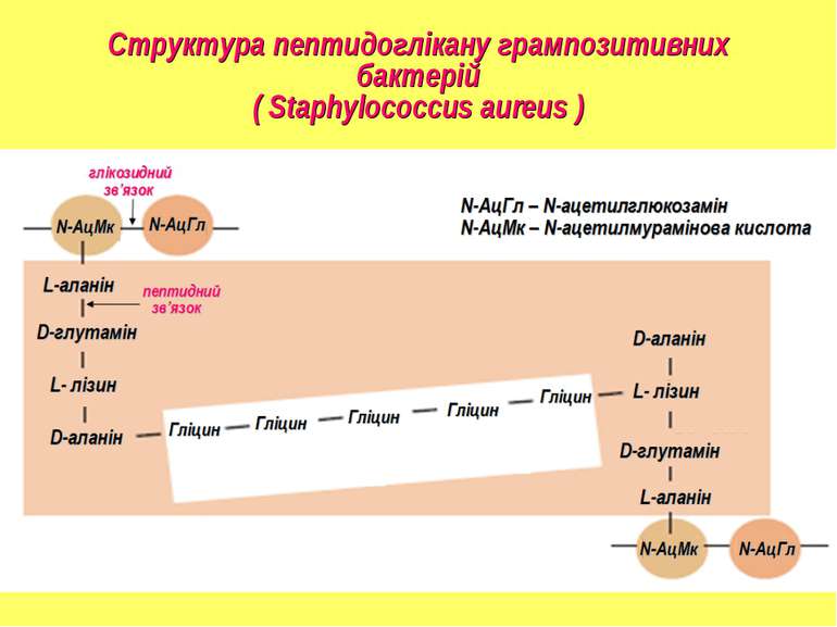 Структура пептидоглікану грампозитивних бактерій ( Staphylococcus aureus )