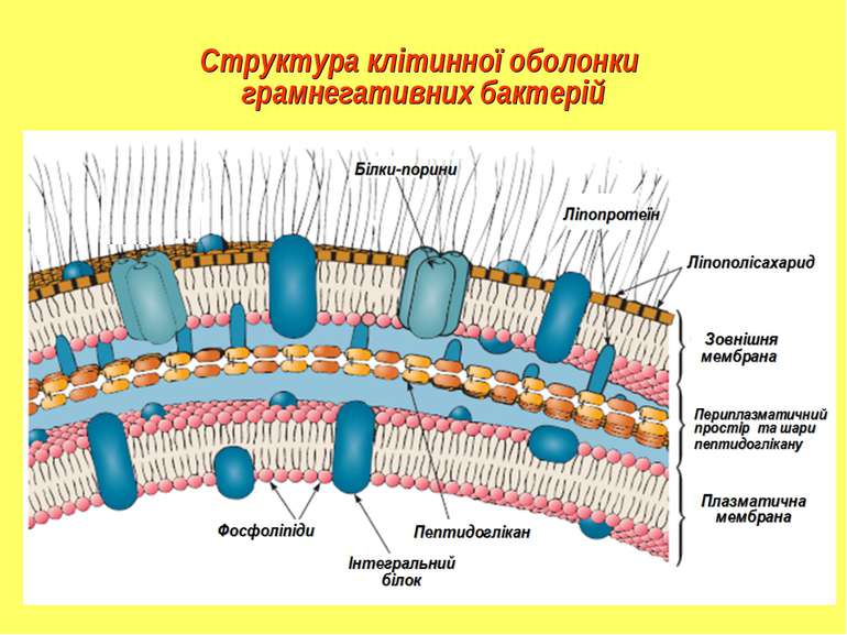 Структура клітинної оболонки грамнегативних бактерій
