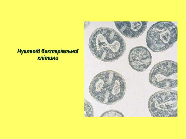 Нуклеоїд бактеріальної клітини