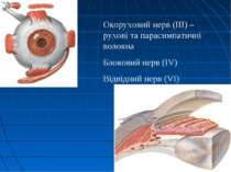 Окоруховий нерв (ІІІ) – рухові та парасимпатичні волокна Блоковий нерв (IV) В...