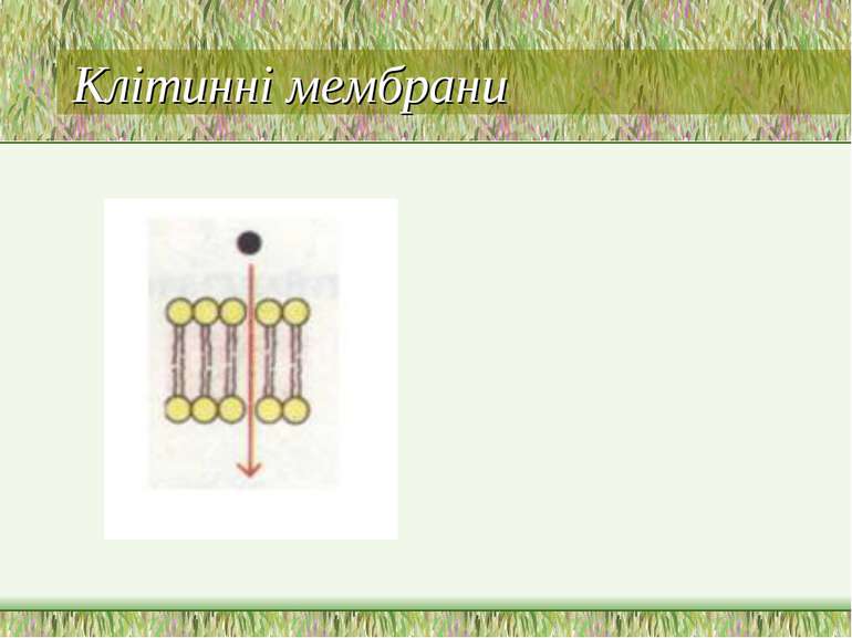 Клітинні мембрани