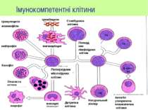 Імунокомпетентні клітини Антитіл утворююча плазматична клітина гранулоцити ео...