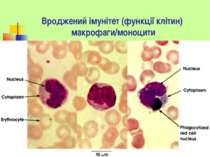 Вроджений імунітет (функції клітин) макрофаги/моноцити