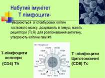 Набутий імунітет Т лімфоцити- уворюються зі стовбурових клітин кісткового моз...