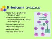 В лімфоцити CD19,20,21,22 Утворюються і дозрівають в кістковому мозку Мають в...