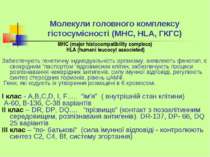 Молекули головного комплексу гістосумісності (МНС, HLA, ГКГС) МНС (major hist...