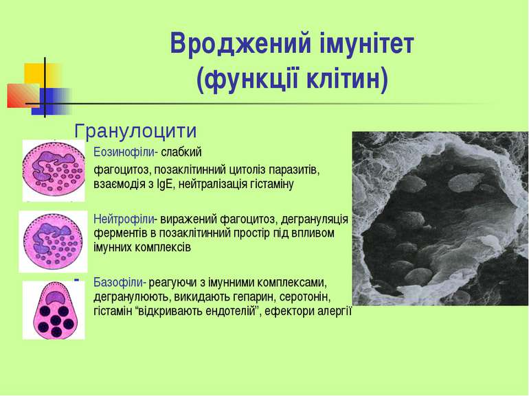 Вроджений імунітет (функції клітин) Гранулоцити Еозинофіли- слабкий фагоцитоз...