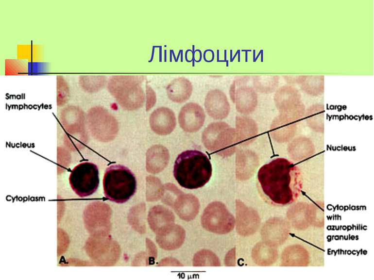 Лімфоцити