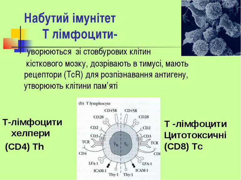 Набутий імунітет Т лімфоцити- уворюються зі стовбурових клітин кісткового моз...