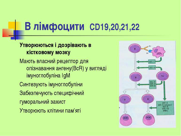В лімфоцити CD19,20,21,22 Утворюються і дозрівають в кістковому мозку Мають в...