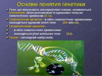 Основні понятия генетики Гени, що визначають альтернативні ознаки, називаютьс...