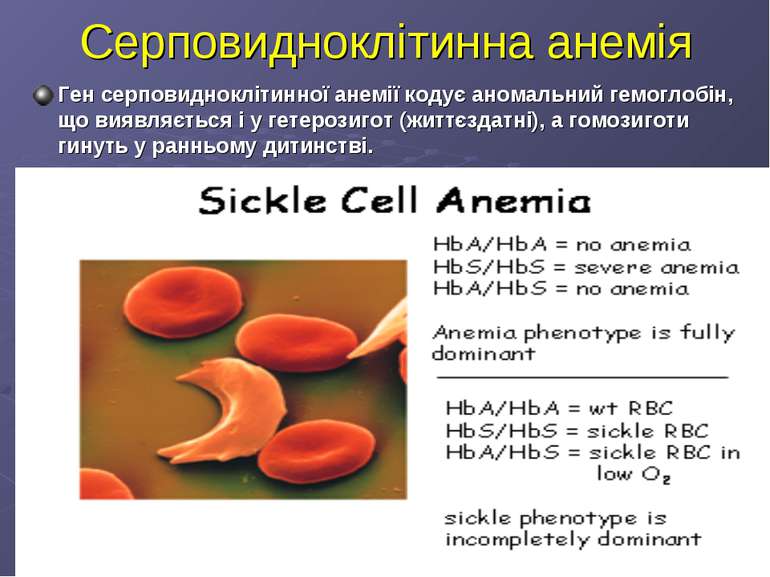 Серповидноклітинна анемія Ген серповидноклітинної анемії кодує аномальний гем...