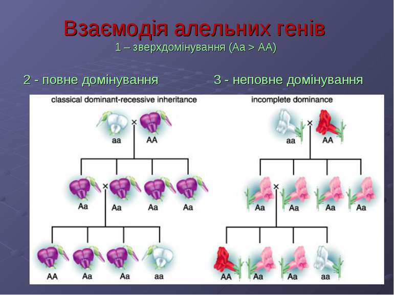 Взаємодія алельних генів 1 – зверхдомінування (Аа > АА) 2 - повне домінування...
