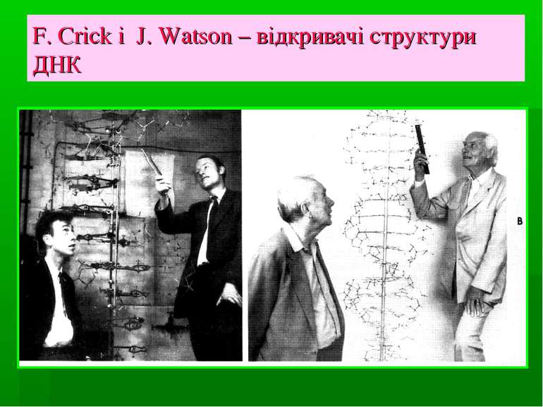 F. Crick i J. Watson – відкривачі структури ДНК