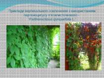 Приклади вертикального озеленення з використанням партеноцисусу п’ятилисточко...