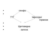 гіпофіз ТТГ тиреоїдні гормони Щитовидна залоза