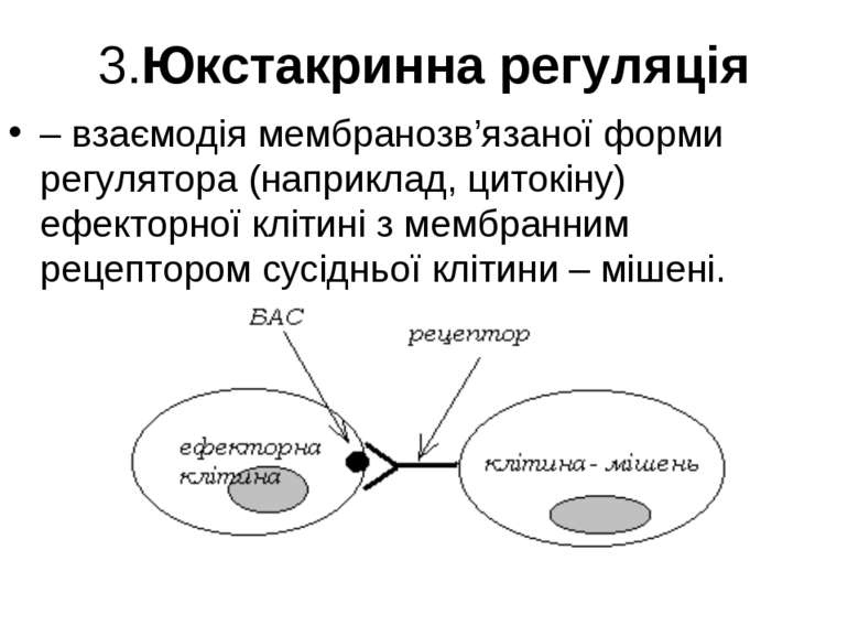 3.Юкстакринна регуляція – взаємодія мембранозв’язаної форми регулятора (напри...