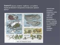 Аналогії (від грец. аналогія - подібність) - це подібність будови органів різ...