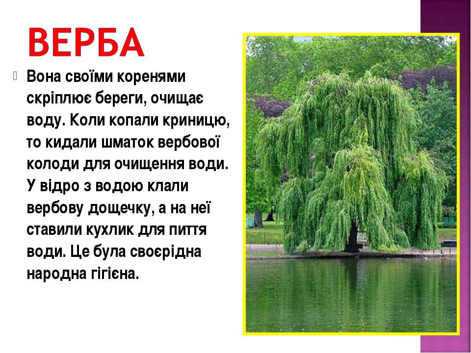 Верба дерево описание. Верба. Загадка про вербу для детей. Символы Украины Верба.