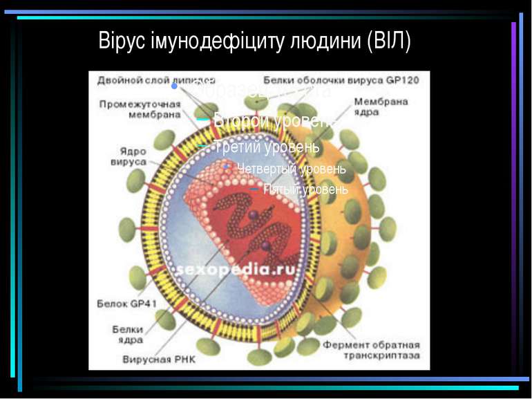 Вірус імунодефіциту людини (ВІЛ)