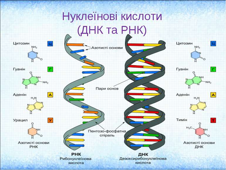Нуклеїнові кислоти (ДНК та РНК)