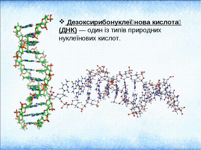 Дезоксирибонуклеї нова кислота (ДНК) — один із типів природних нуклеїнових ки...