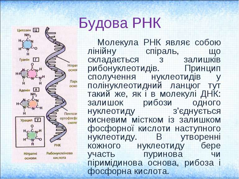 Будова РНК Молекула РНК являє собою лінійну спіраль, що складається з залишкі...