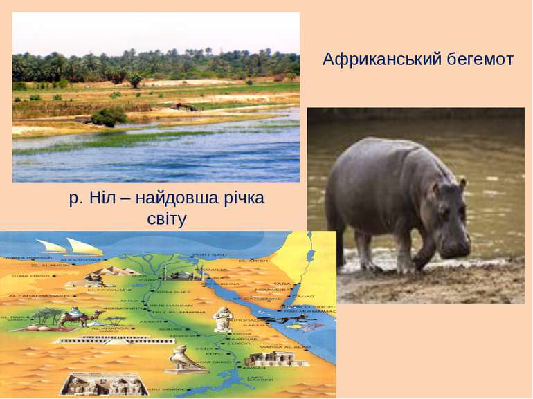 р. Ніл – найдовша річка світу Африканський бегемот