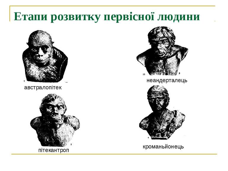 Етапи розвитку первісної людини австралопітек пітекантроп неандерталець крома...