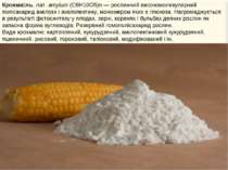 Крохма ль, лат. amylum (С6Н10О5)n — рослинний високомолекулярний полісахарид ...