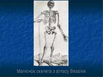 Малюнок скелета з атласу Везалія.