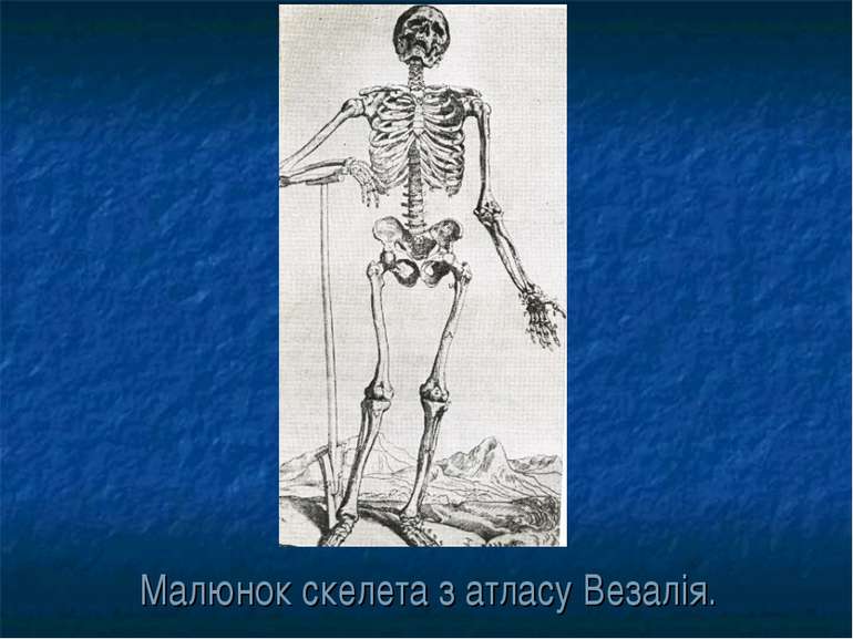 Малюнок скелета з атласу Везалія.