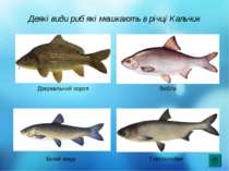 Деякі види риб які мешкають в річці Кальчик Дзеркальний короп Вобла Білий аму...