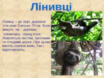 Лінивці – це звірі, довжина тіла яких близько 70 см. Вони живуть на деревах, ...