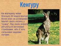 На материку живе близько 50 видів кенгуру. Вони різні за розмірами. Малят сво...