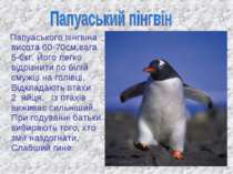 Папуаського пінгвіна висота 60-70см,вага 5-6кг. Його легко відрізнити по білі...