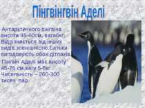 Антарктичного пінгвіна висота 45-60см, вага6кг. Відрізняється від інших видів...