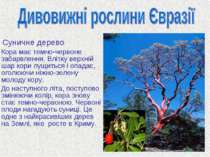 Суничне дерево Кора має темно-червоне забарвлення. Влітку верхній шар кори лу...