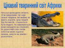 Нільські крокодили сягають 10 м завдовжки. Це хижі сильні тварини, які майже ...