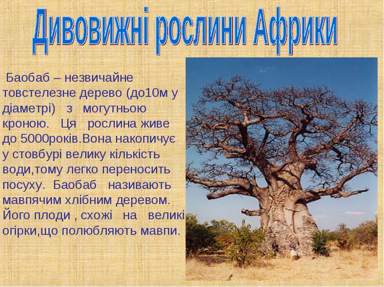 Баобаб – незвичайне товстелезне дерево (до10м у діаметрі) з могутньою кроною....